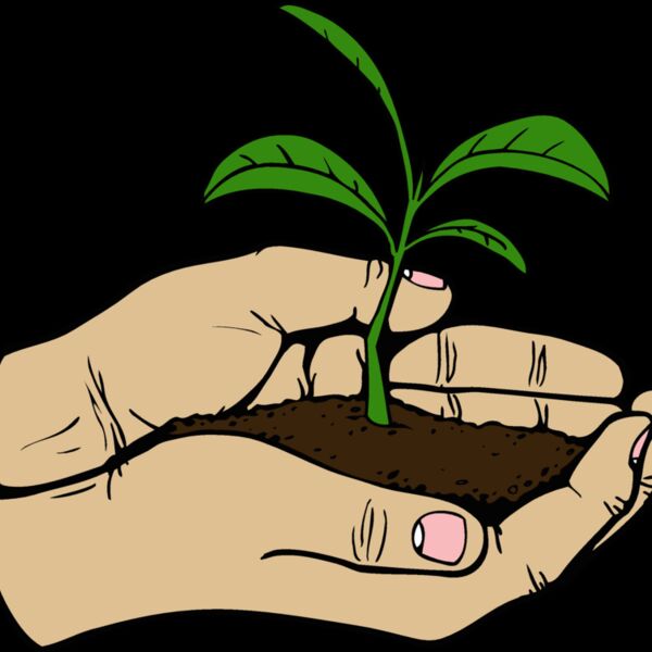 seedling Thumbnail