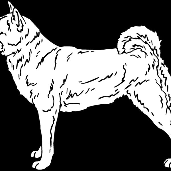 shiba inu 01 Thumbnail