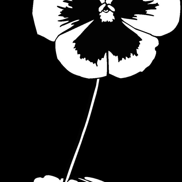 pansy Thumbnail