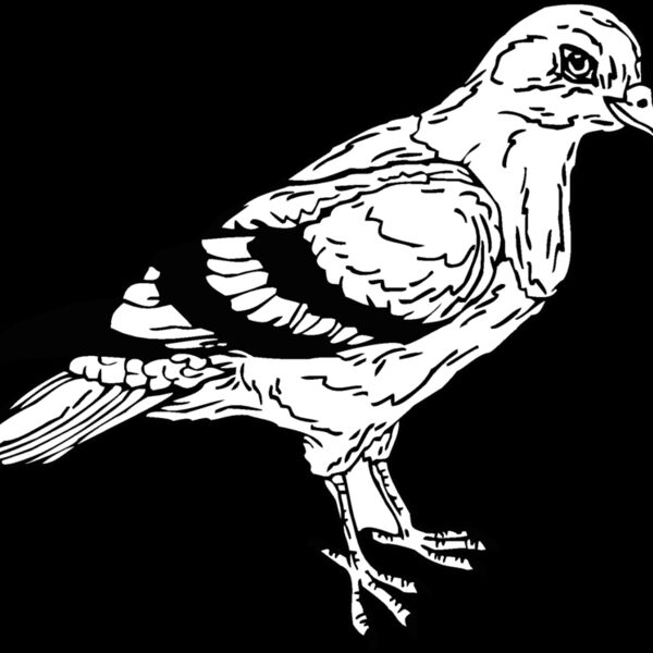 pigeon Thumbnail