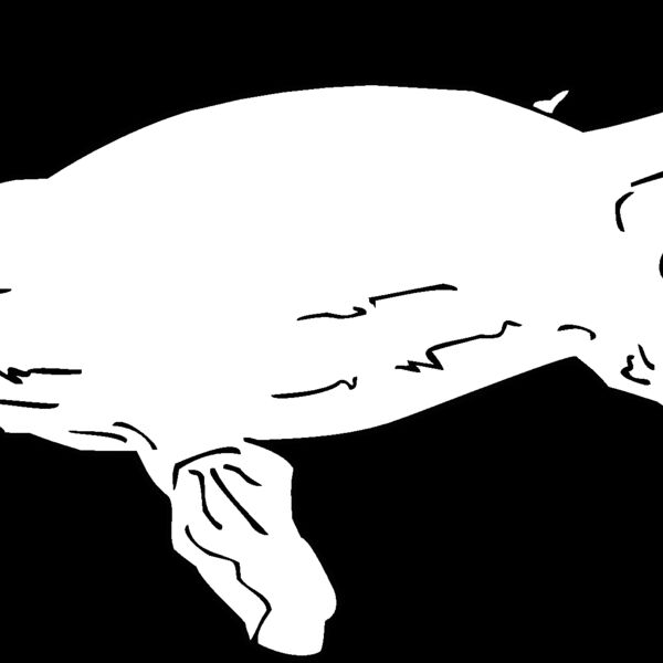 platypus Thumbnail