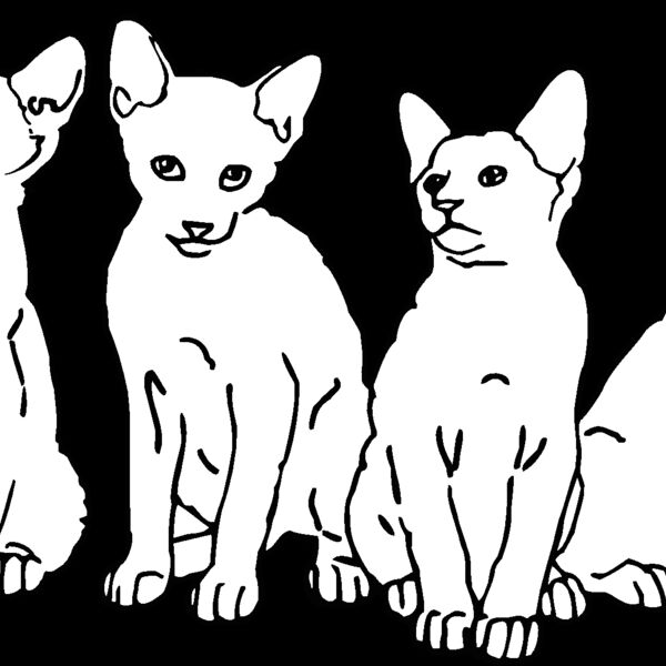 kittens Thumbnail