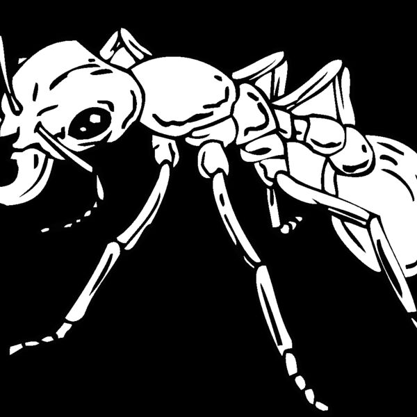 ant Thumbnail