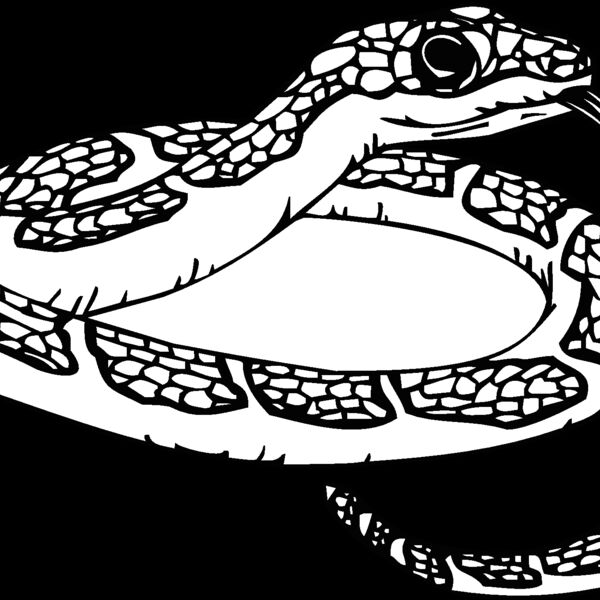 snake2 Thumbnail
