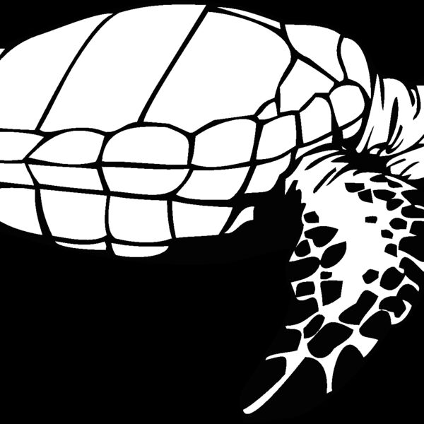 turtle3 Thumbnail