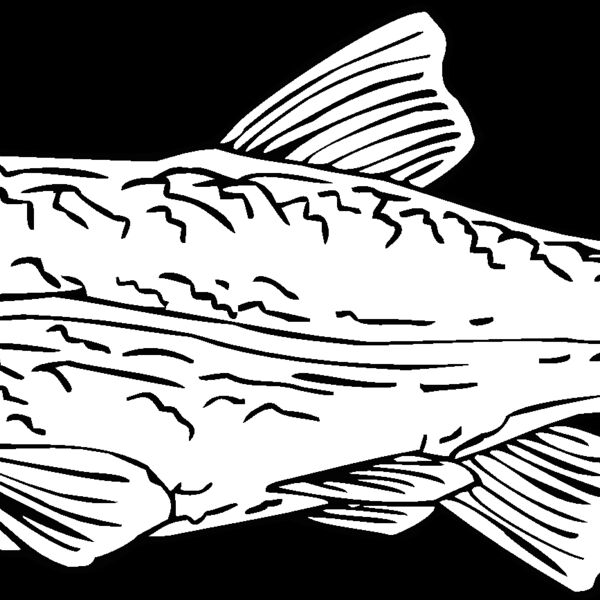 trout Thumbnail