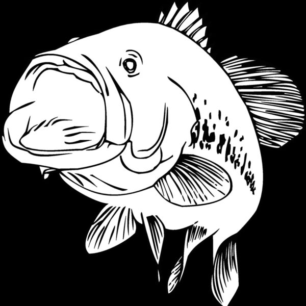bass Thumbnail