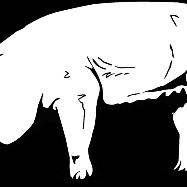 pig5 Thumbnail