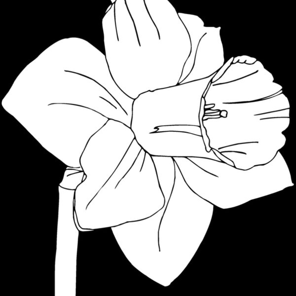 daffodil Thumbnail