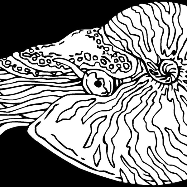 nautilus Thumbnail