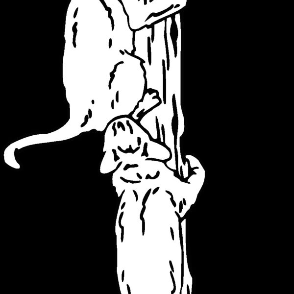 cats on  Thumbnail