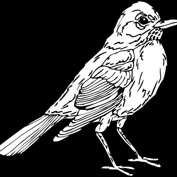 robin Thumbnail