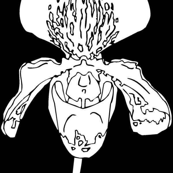 orchid4 Thumbnail