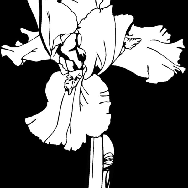 iris Thumbnail