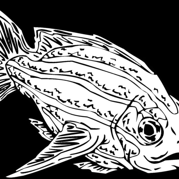 fish12 Thumbnail