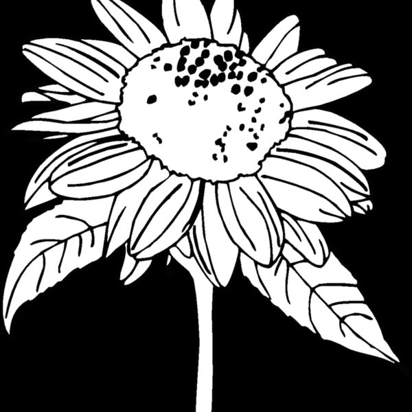 sunflower Thumbnail