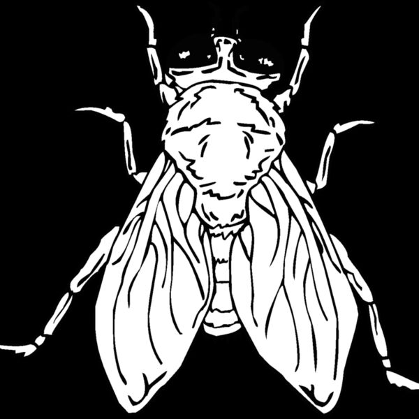 fly Thumbnail