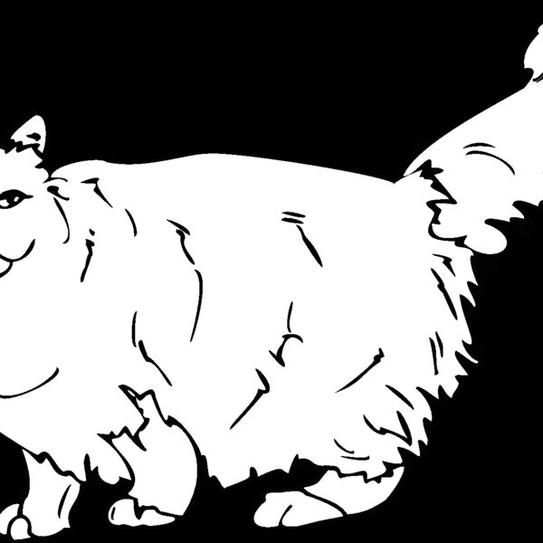 birman Thumbnail