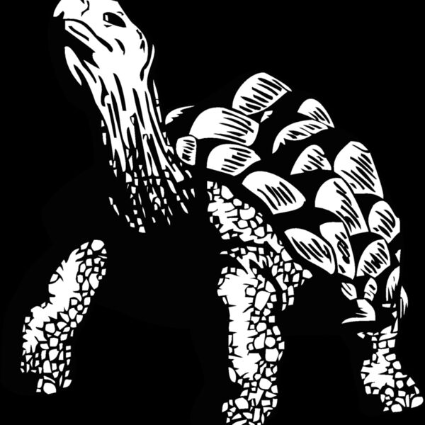 tortoise Thumbnail