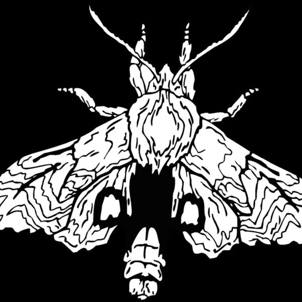 moth Thumbnail