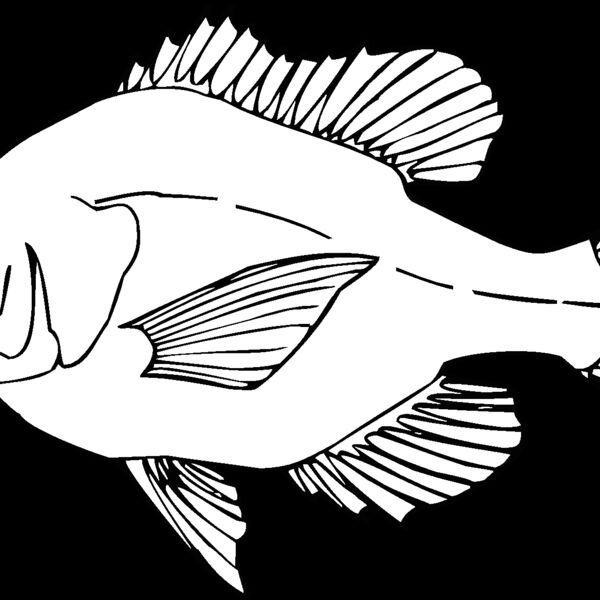 sunfish Thumbnail