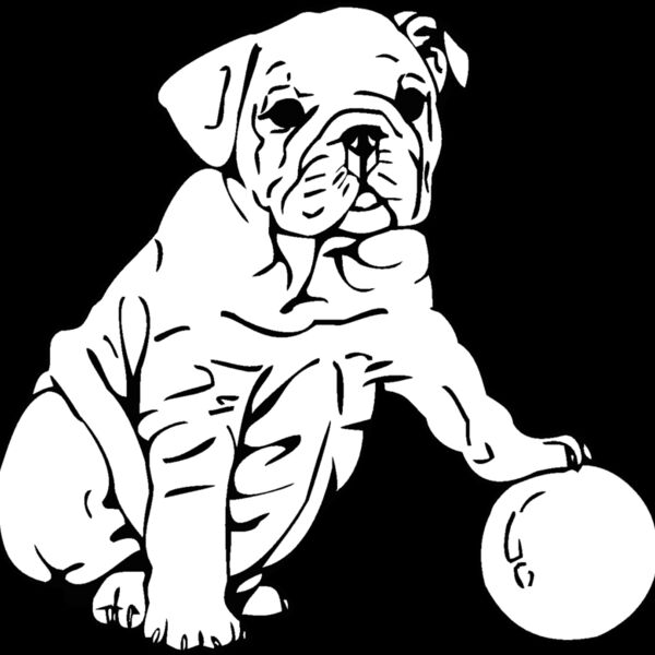bulldog  Thumbnail
