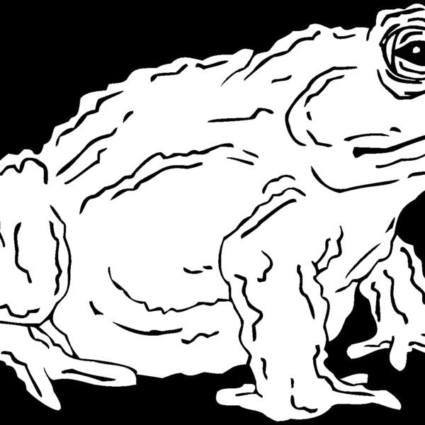 toad Thumbnail