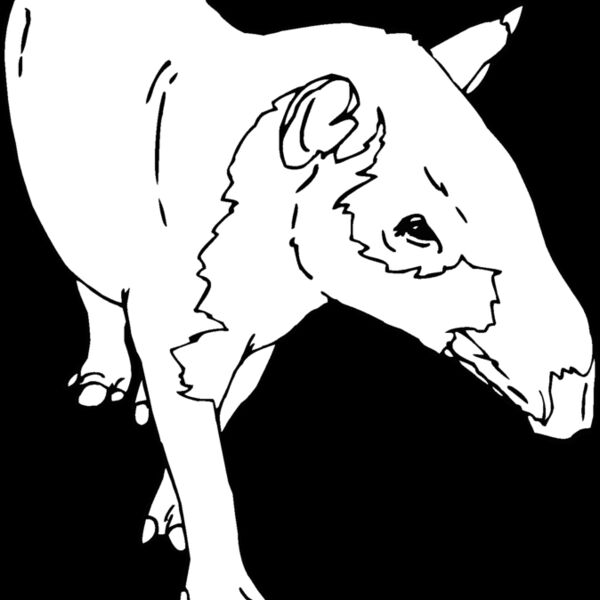 tapir1 Thumbnail