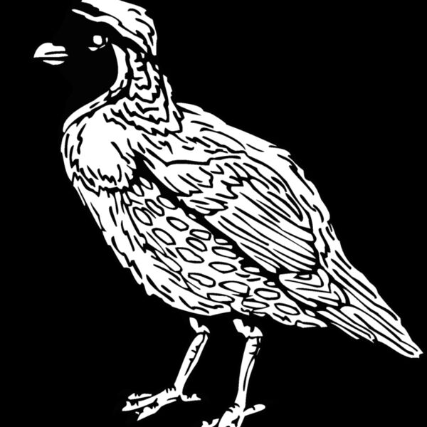 quail Thumbnail