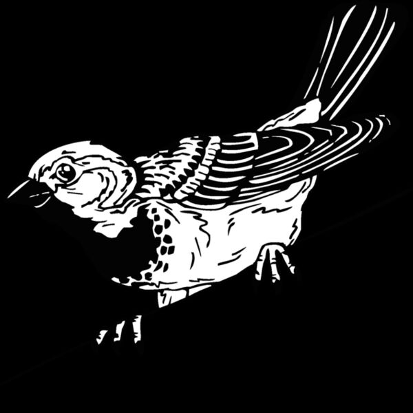 sparrow2 Thumbnail