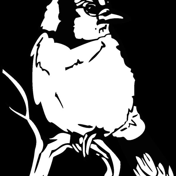 bluejay2 Thumbnail