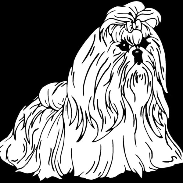 shih tzu Thumbnail