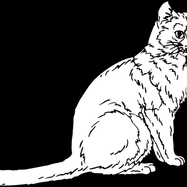 cat7 Thumbnail