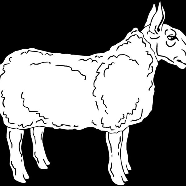 sheep4 Thumbnail