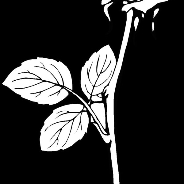 rose2 Thumbnail