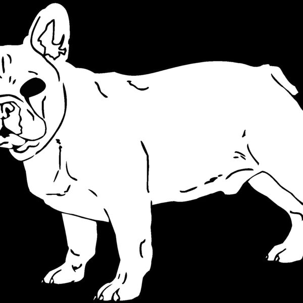 french bulldog Thumbnail