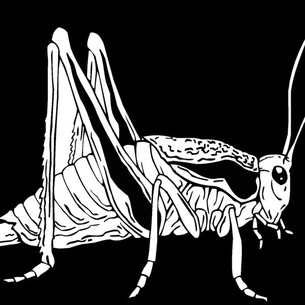 katydid Thumbnail