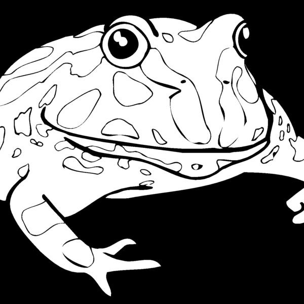 frog Thumbnail