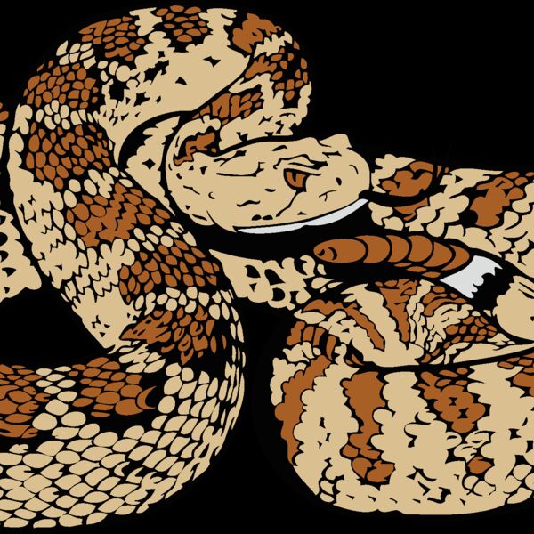 snake3 Thumbnail