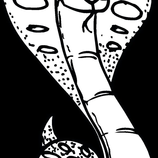 cobra2 Thumbnail