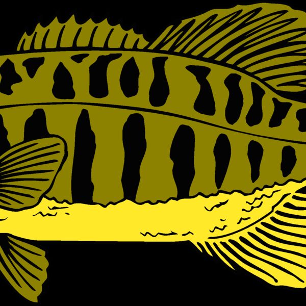 fish smallmouthbass 2 Thumbnail