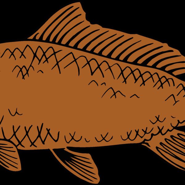fish carp Thumbnail