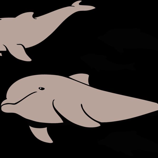 dolphins1 Thumbnail