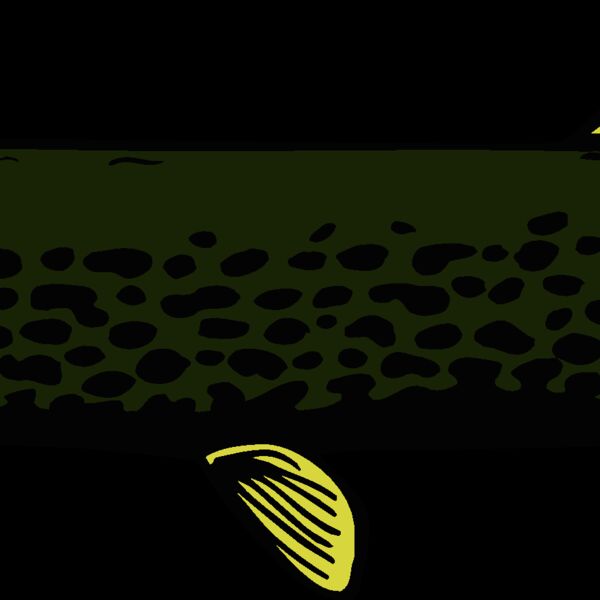 fish northernpike2 Thumbnail