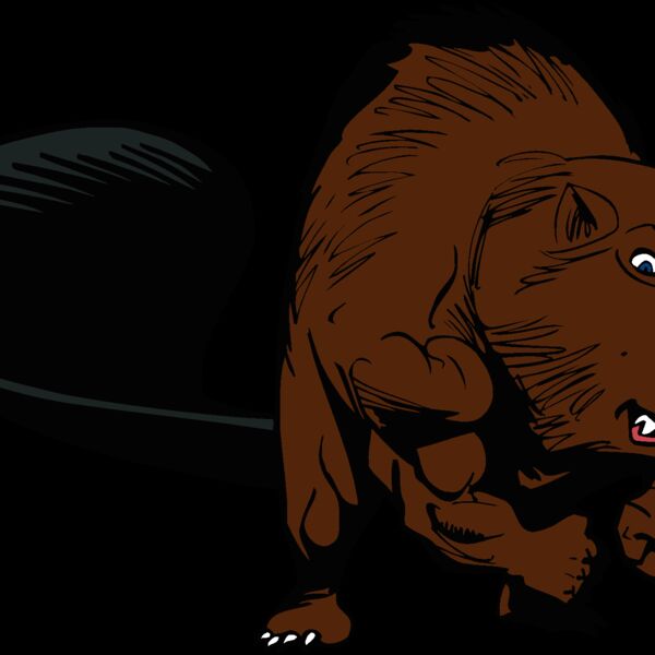 beaver29 Thumbnail